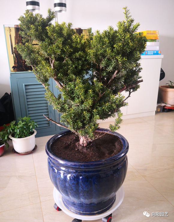 客厅养盆红豆杉,吸收"一氧化碳",净化空气,还能结红果果