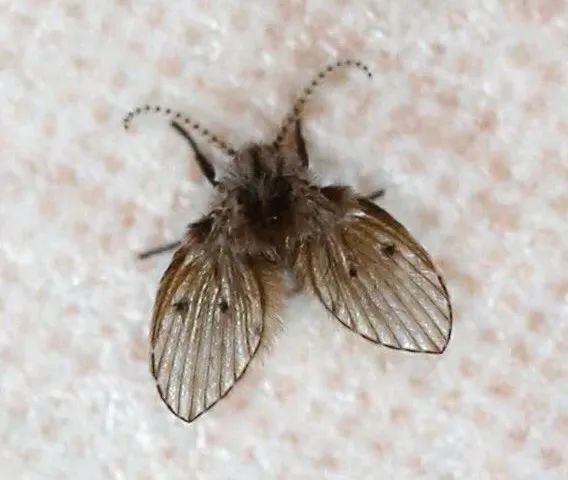 赵金锁介绍,毛蠓隶属于昆虫纲双翅目毛蠓科的昆虫,毛蠓又称蛾蚋,蝶蝇