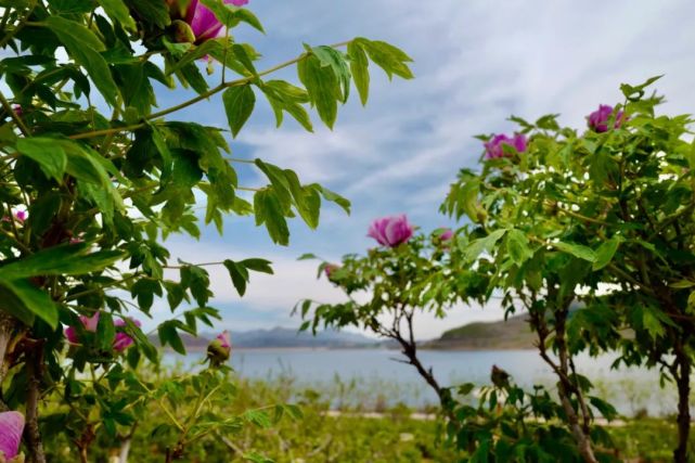 葫芦岛建昌牡丹花,亮相央视!
