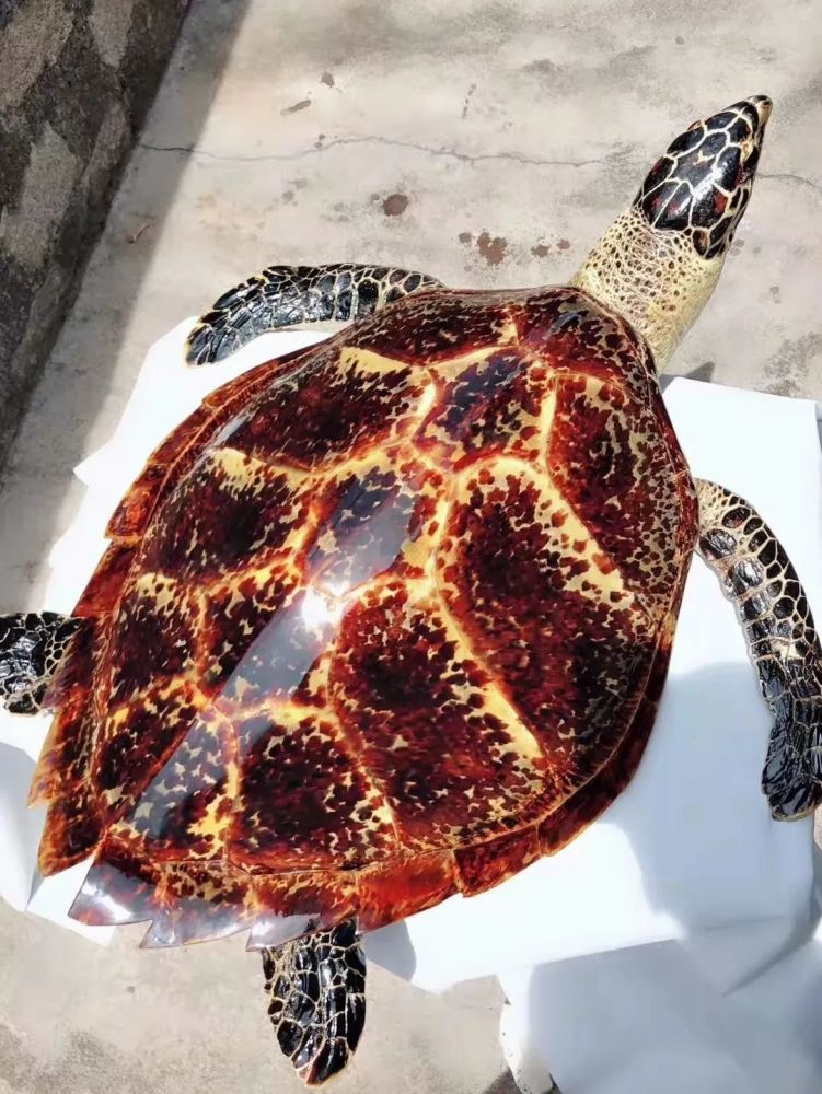 玳瑁釉吉州窑的黄金甲