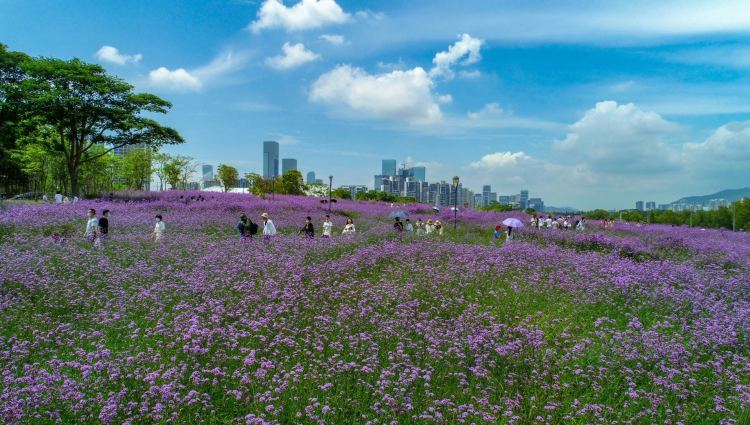 五一 假期 市民游园赏花享春光 腾讯新闻