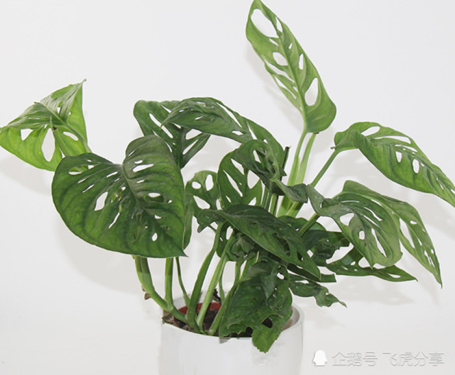 年网红室内盆栽 多到你养不过来 个个仙气十足 让人欣喜 盆栽 绿萝 绿植