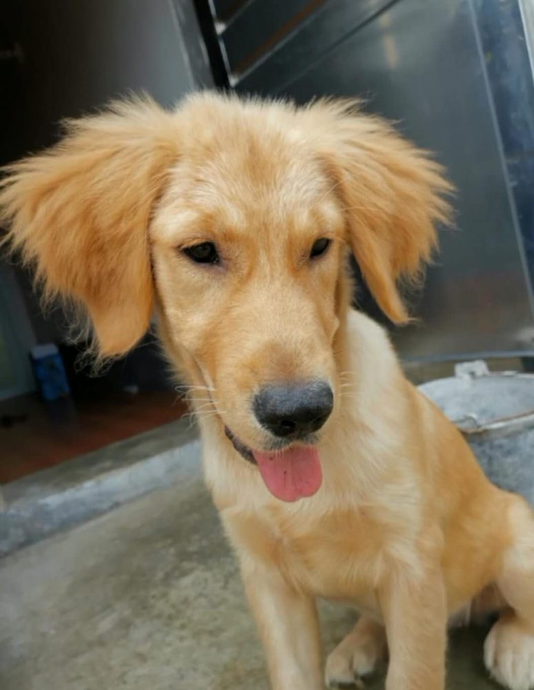 尴尬期的金毛不要丢,先养养看