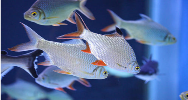 淡水鱼 freshwater fish