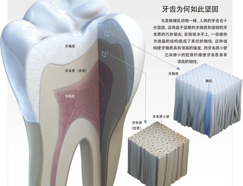 牙齿是我们身体中最坚硬的部分但也无比脆弱牙不好后果很严重