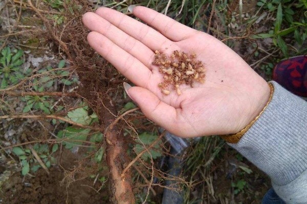 那么最好是种植竹柳,因为竹柳生命力比较顽强,其根系也比较发达,很