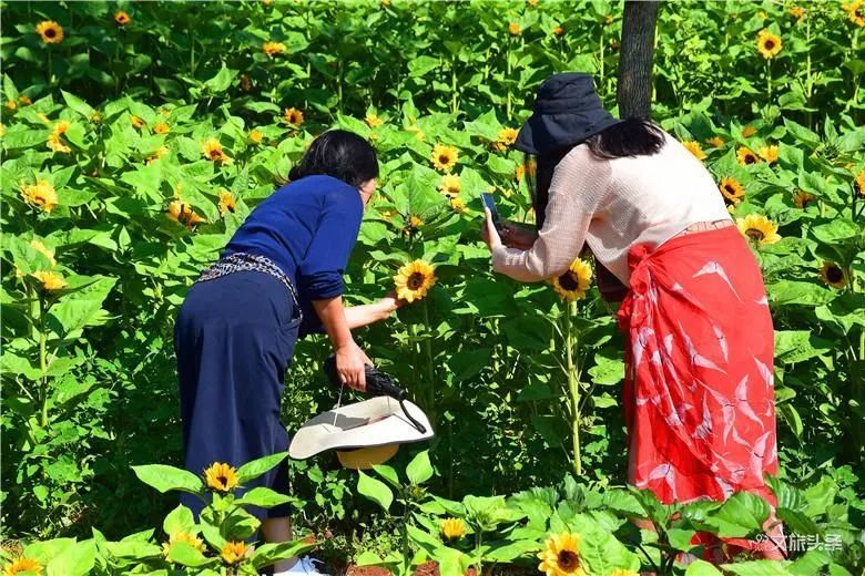 彌勒十萬向日葵花盛開遊客盡享黃金宴