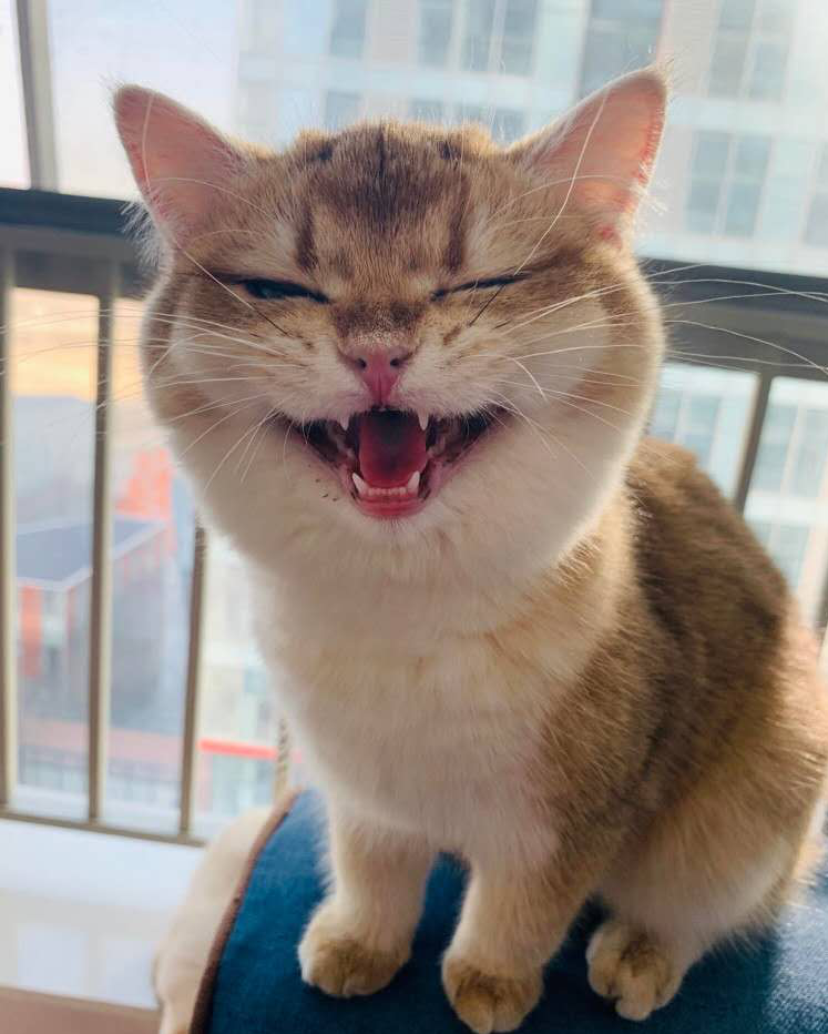 龇牙咧嘴的猫咪该打?那是你没有见过我的猫咪,你下得了手算我输