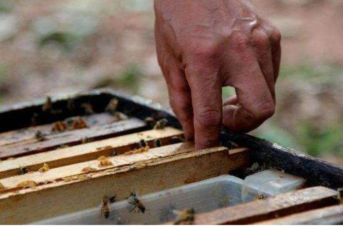 自己养一箱蜜蜂怎么养 自己养一箱蜜蜂怎么养?