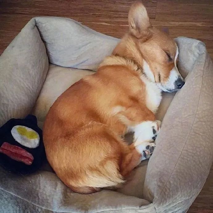 慎点柯基销魂睡姿大赏最后一张惊到我了