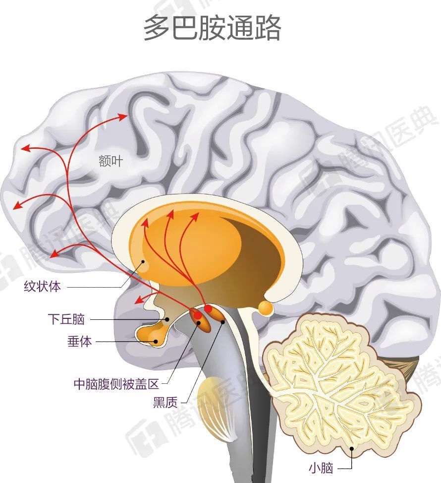 多巴胺在合成后,主要通过"中脑腹侧被盖区"和"黑质纹状体"这两条通路"