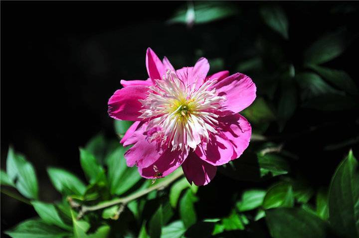 百花公园芍药花开美如画 醉人花海迎客来 腾讯新闻