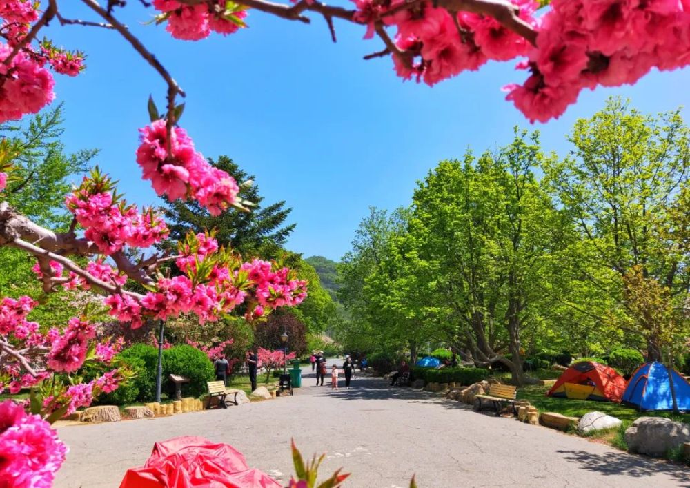 最美大連 龍王塘櫻花園