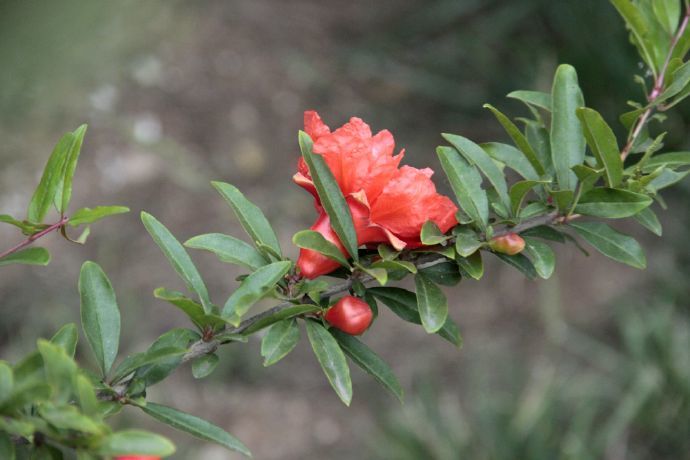 戊子日 天地合日 戊子日出生的人 八字命运 腾讯新闻