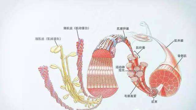 想要获得完美肌肉,必须制定增肌计划