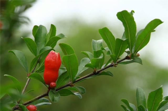 賞讀納蘭性德《山花子》:石榴雙葉子,是怎樣的含義?