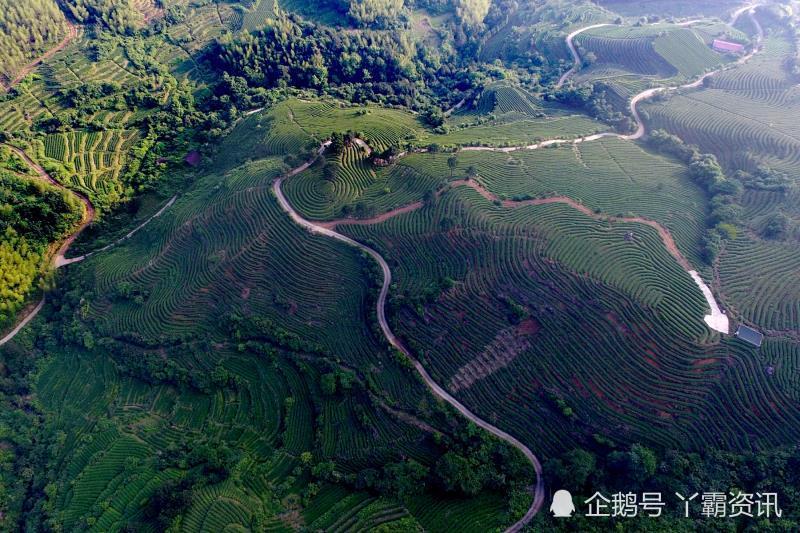 福建浦城上雲茶山長在雲端神奇的樹葉