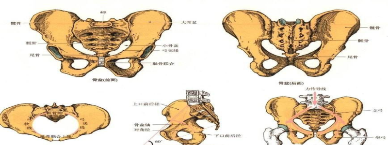 右侧髂骨 腾讯网
