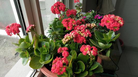 长寿花叶片长了白斑怎么办 如何救治 腾讯新闻