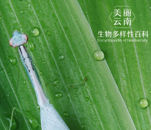 脊椎动物凹顶泛树蛙烦出门总撞脸