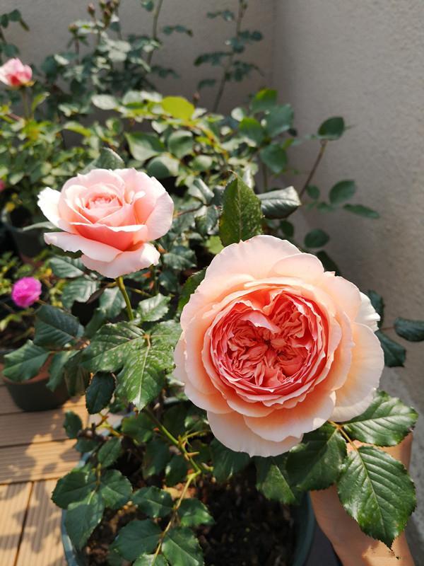 一款很耐热的月季 夏花也完美 四季开花 花大香浓 两广也能种 月季花 夏花 盆栽 真宙 切花玫瑰