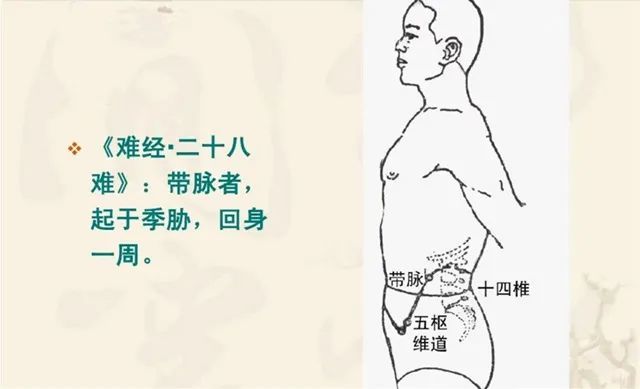 带脉女人的安全带带脉不通肥胖妇科斑纹都与它有关