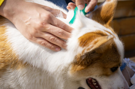 虱敌滴剂测评:狗狗驱虫的好帮手