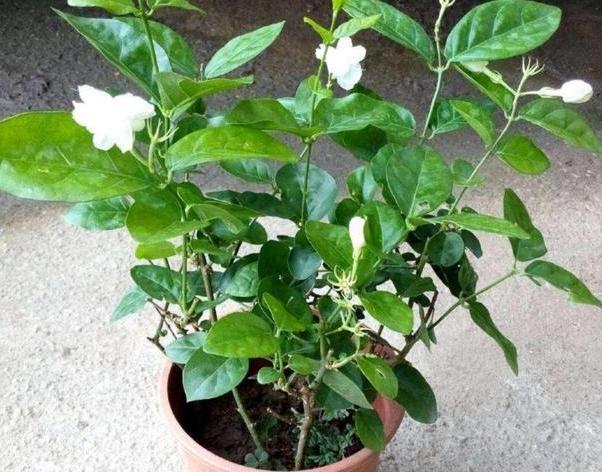 5 6月养花选茉莉盆栽 注意4个要点 可满屋飘香 驱走蚊蝇 腾讯新闻