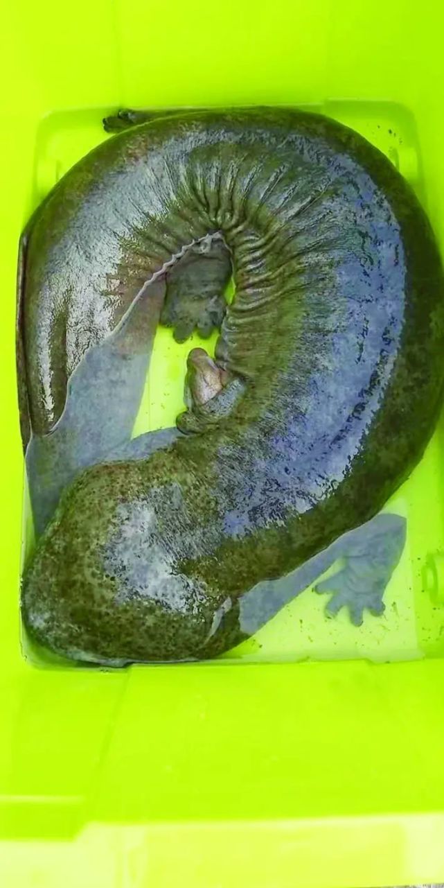 万州高梁镇惊现野生娃娃鱼