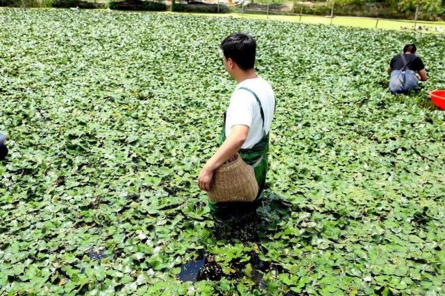 25天即可採收,一年可產7次,畝收益達上千元,農民可種植嗎|植株|蓮藕