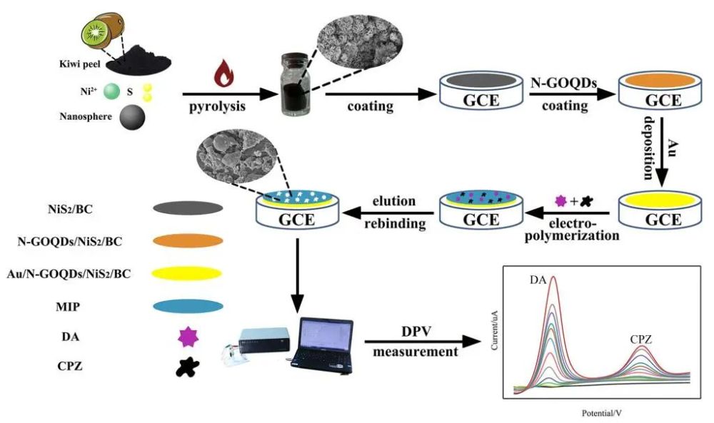 四川农大开发双模板分子印迹电化学传感器同时检测多巴胺和氯丙嗪