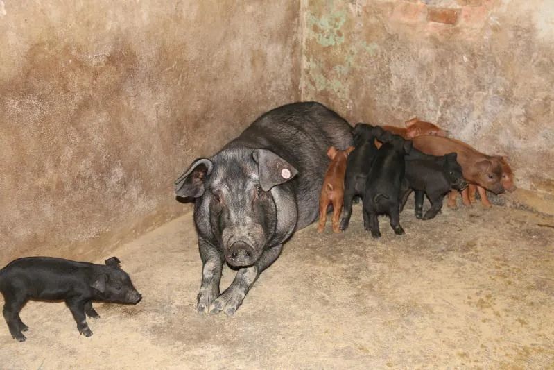 现在娜很的养殖场,每年出栏仔猪800多头,生猪400头,养殖鸡2000多只