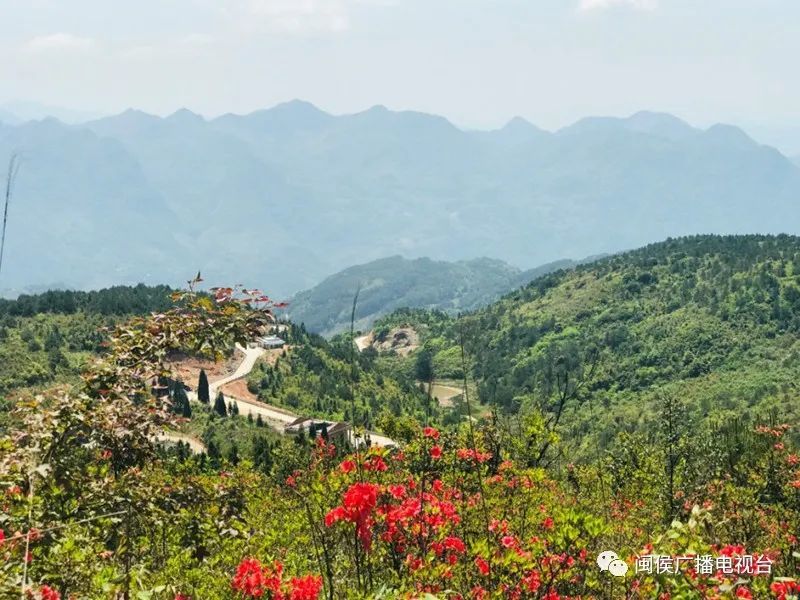 杜鹃花开映山红去闽侯大湖仙赴一场浪漫约会