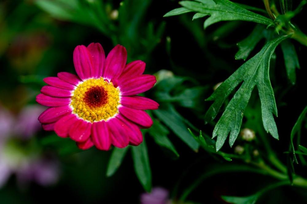 一组亮丽的小花花