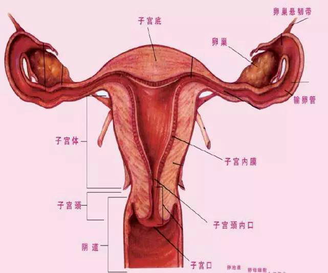 卵巢位置图片示意图图片