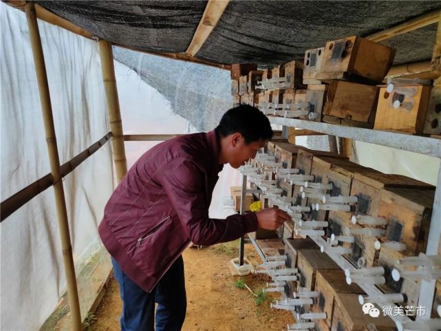 面对多地养殖胡蜂"一看就懂,一学就会,一做就失败"的现实和全国山区