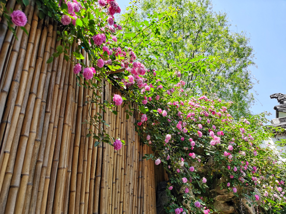 既有开了一春的 油菜花将落 欧阳修的诗 红树青山日欲斜,长郊草色绿无