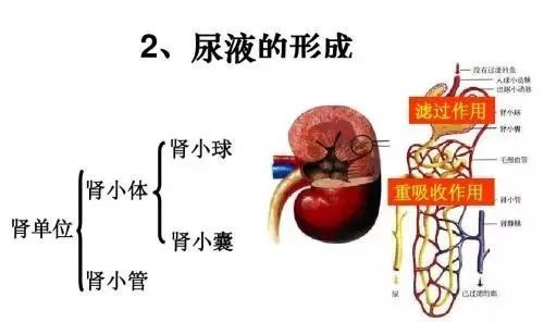 肾脏由肾小球,肾小管和肾间质组成,人体的血液每天都要经过肾小球的滤