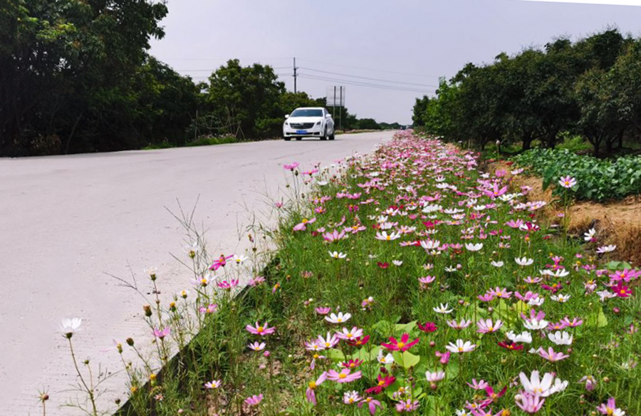 流溪河畔,70亩格桑花盛放,这里原来是