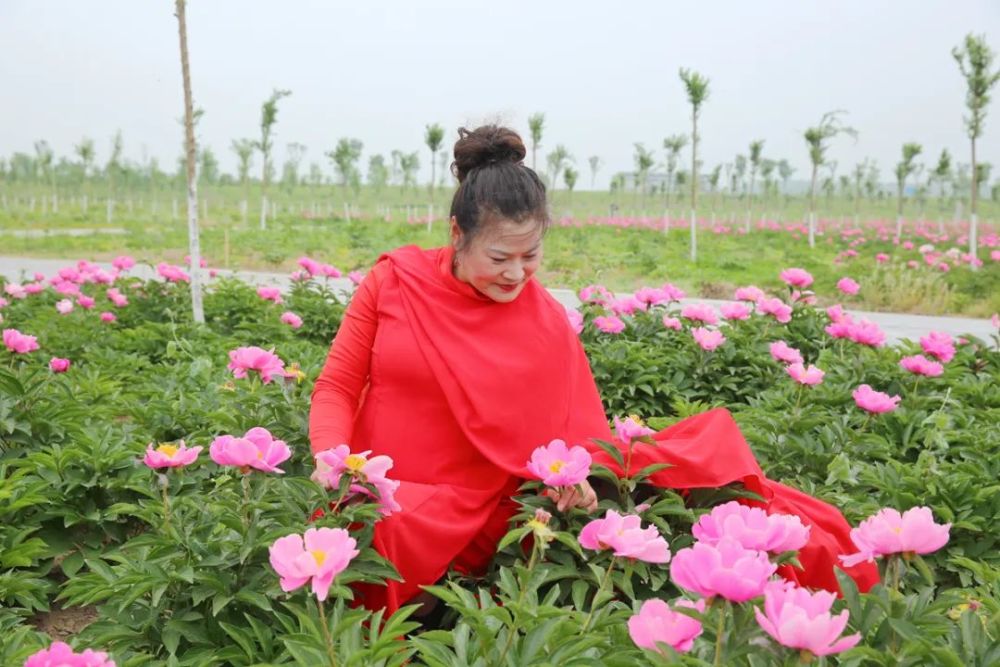 沛縣鹿樓鎮百畝芍藥花悄然盛開美得令人沉醉現在過去還不算晚