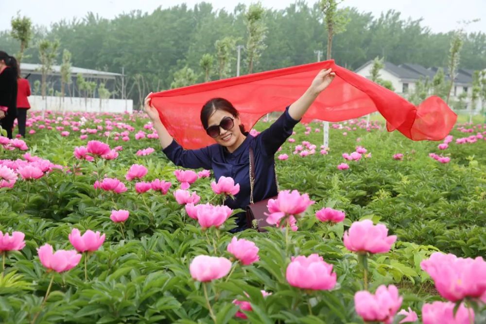 沛縣鹿樓鎮百畝芍藥花悄然盛開美得令人沉醉現在過去還不算晚