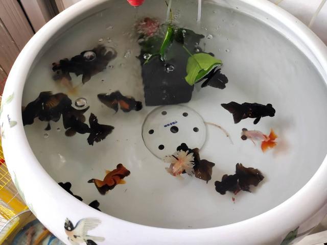 夏季培养鱼虫需要注意哪些问题,阳台或者室外可以吗?