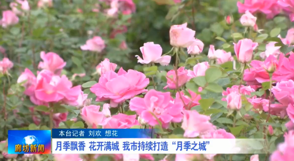 月季飘香花开满城我市持续打造 月季之城 腾讯新闻