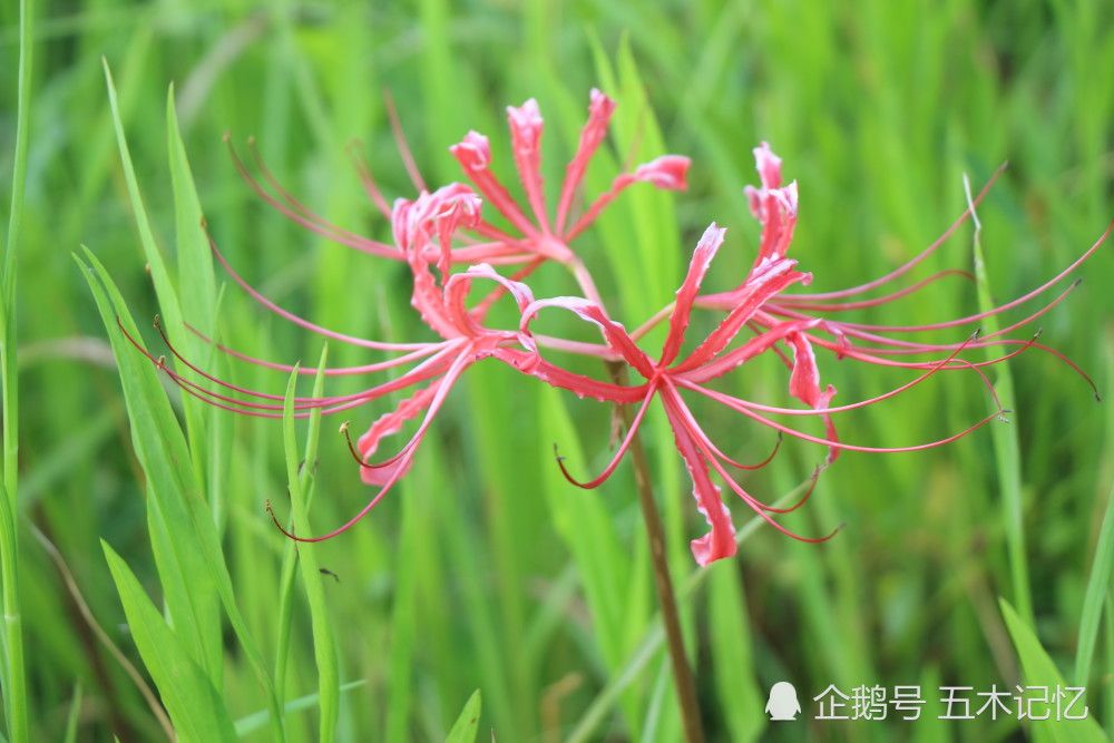 花不见叶 叶不见花 你见过的曼珠沙华是什么颜色 腾讯新闻