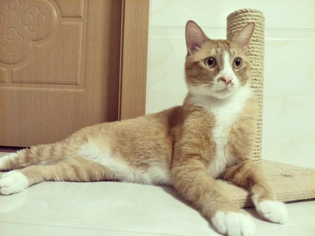 关于猫咪眼睛的5个小秘密 你都知道吗 第4个秘密是养了猫才发现 腾讯新闻