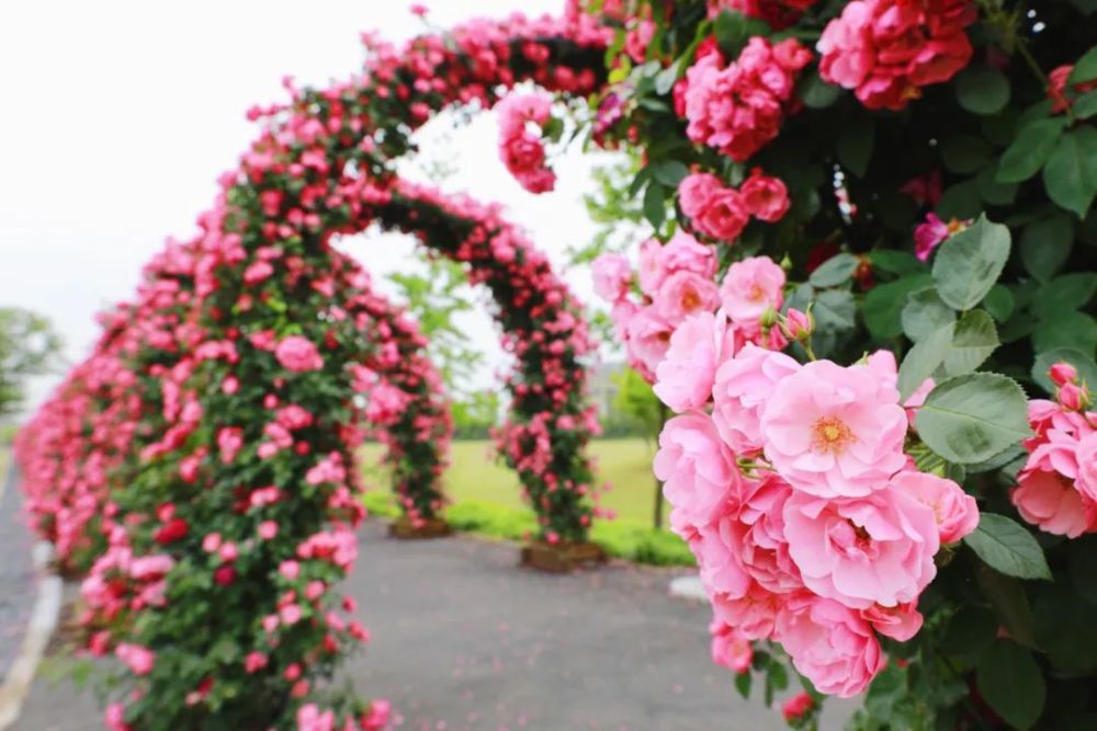 松江这处百米月季花廊太太太美了吧