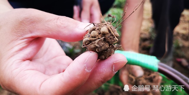 一种致富草猫爪草