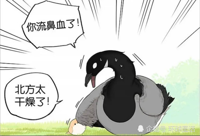 搞笑疯人小麻雀被人类抛弃后又遭同类排斥幸好大雁先生把它带到了北方