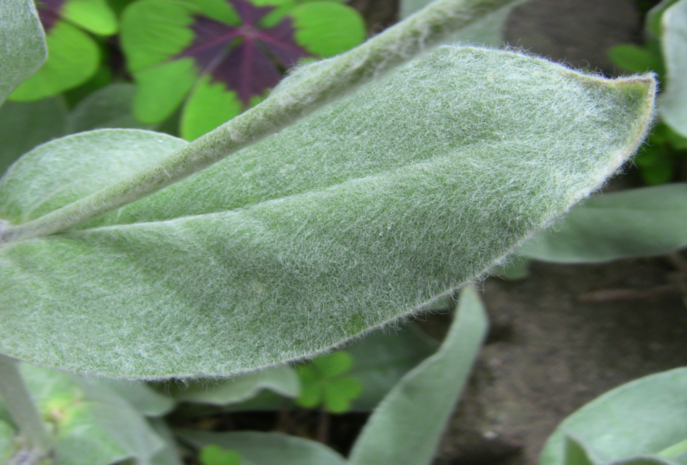 醉仙翁花花朵鲜艳而优雅5月正是醉仙翁开花季不养一盆
