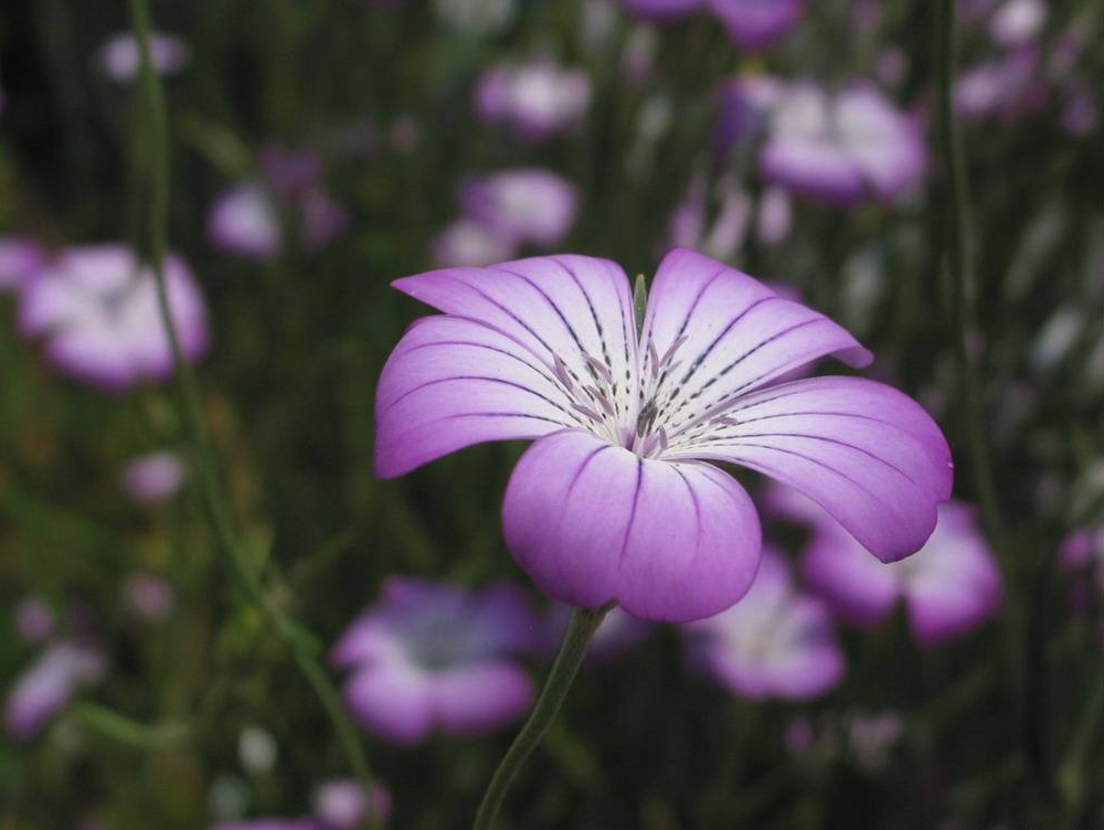 醉仙翁花花朵鲜艳而优雅5月正是醉仙翁开花季不养一盆